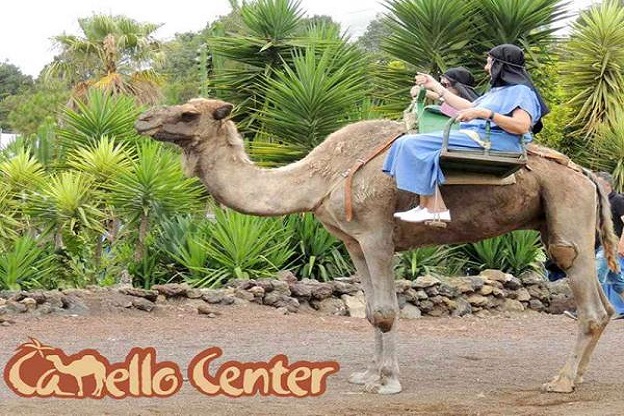 Camello Center